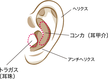 耳の解剖