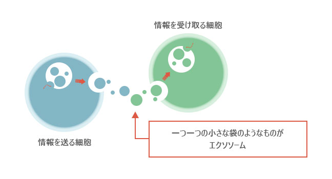 一つ一つの小さな袋のようなものがエクソソーム