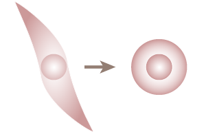体中のあらゆる種類の細胞から作製できる