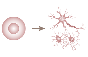 様々な組織や臓器の細胞に変化する