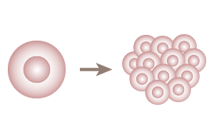 ほぼ無限に増殖する能力を持つ