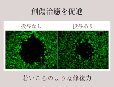 若いころのような修復力
