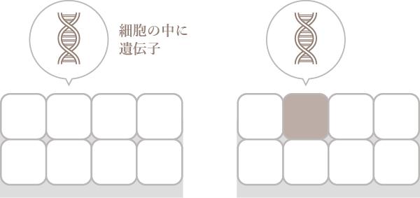 細胞内の遺伝子に異常