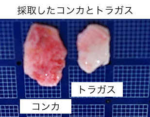 ルーチェのオーダーメイド軟骨加工