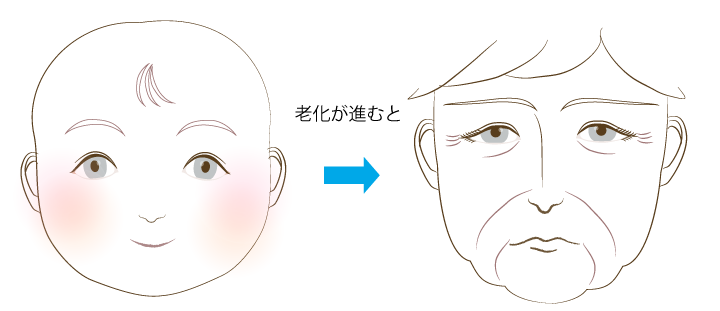 お肌の老化とは？