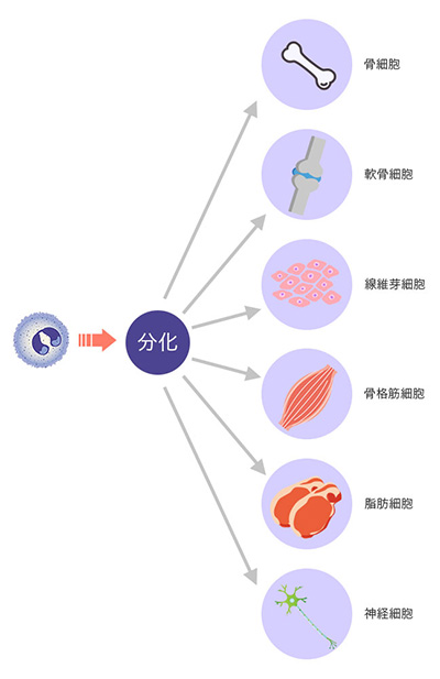 細胞→分化→【骨細胞、軟骨細胞、線維芽細胞、骨格筋細胞、脂肪細胞、神経細胞】