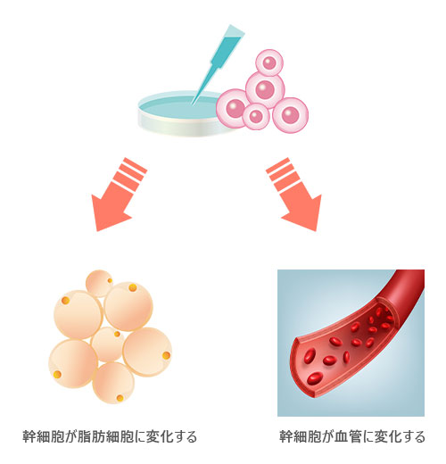 幹細胞が脂肪細胞に変化する　幹細胞が血管に変化する